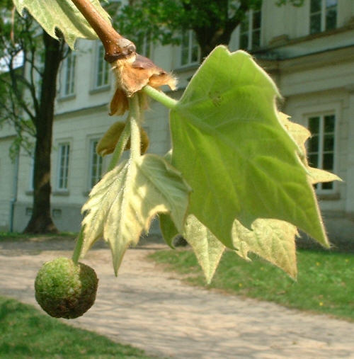 Platany spotka mona niemal wycznie w starych parkach - na zdjciu rozwijajce si listki i owoc.