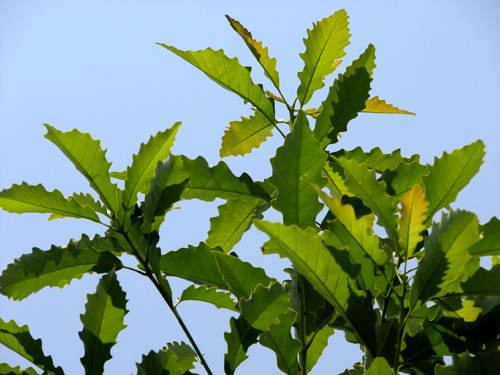 Q. muehlenbergii ma li�cie podobne do li�ci kasztana jadalnego.