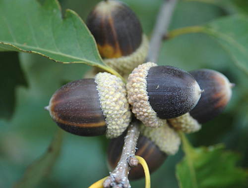 �o��dzie d�bu ��tego s� bardzo smaczne,