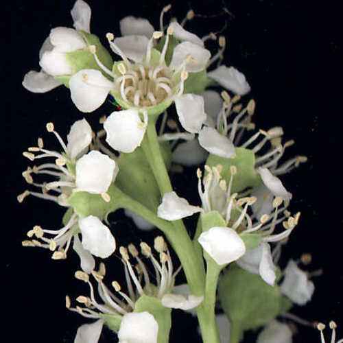 Kilkunastocentymetrowy kwiatostan zoony jest z setek biaych kwiatkw