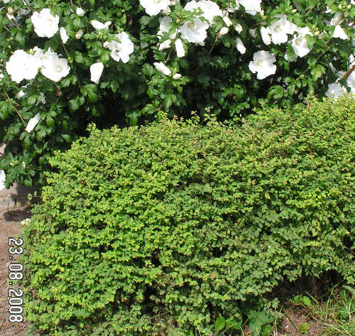 �nieguliczka Chenaulta, kawa�ek strzy�onego �ywop�otu.