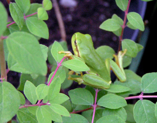 Niebieskawe listki i czerwone p�dy �wietnie komponuj� si� z zielon� �abk�.