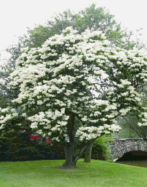 Lilak japoski, stare drzewo podczas kwitnienia