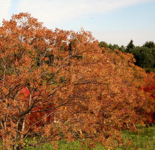 Lilaki japoskie- szpaler jesieni
