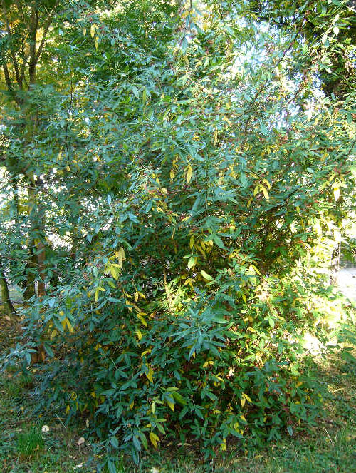 Zanthoxylum alatum - stare krzewy osiągają 3 metry wysokości