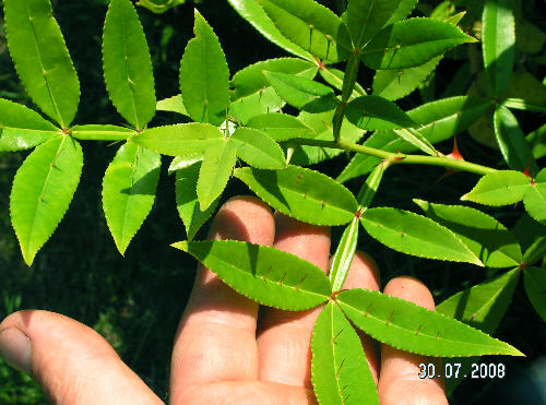 U młodych roślin i na silnie rosnących pędach kolczaste liście składają się z 5-7 listków.